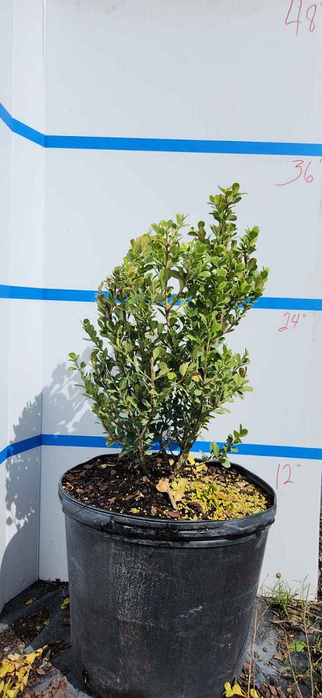 buxus-microphylla-japonica-japanese-boxwood