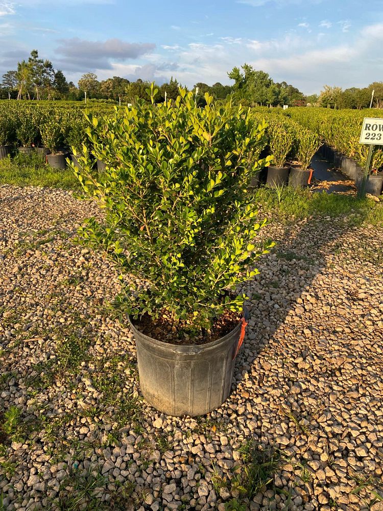 buxus-microphylla-japonica-japanese-boxwood