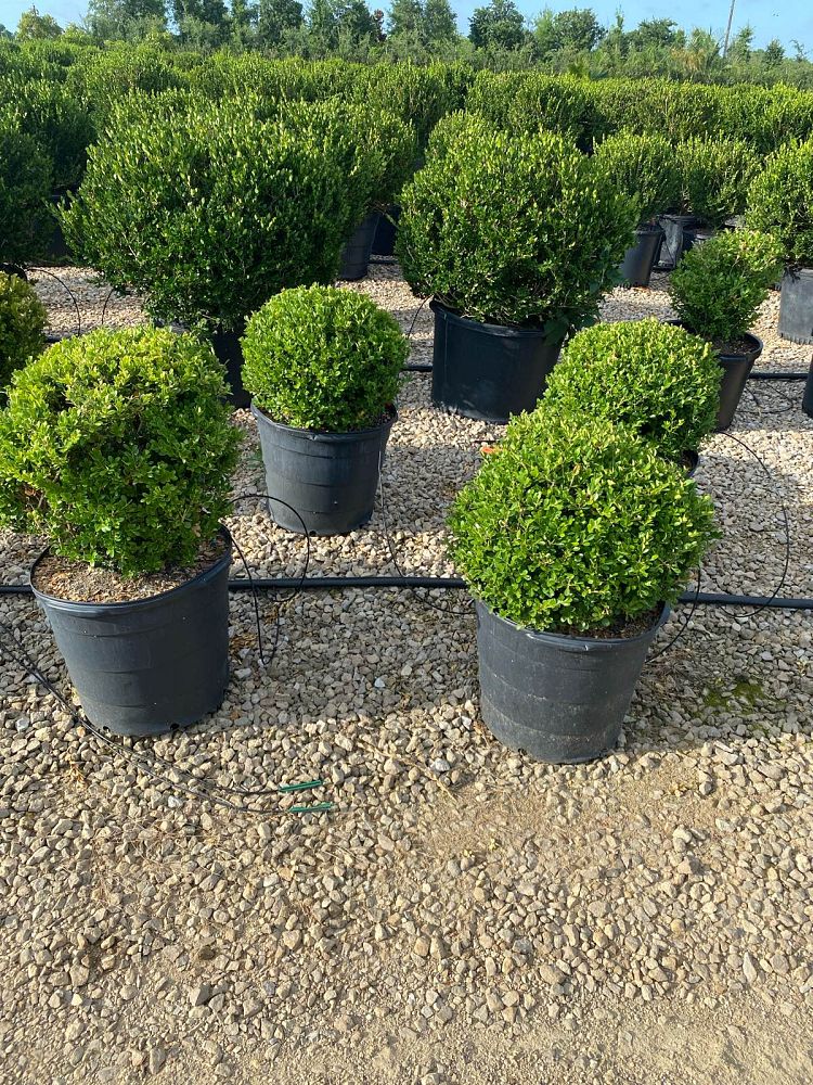 buxus-microphylla-japonica-japanese-boxwood