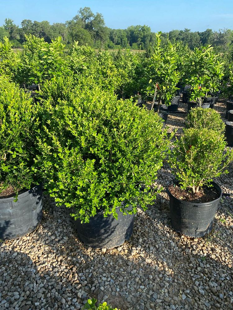 buxus-microphylla-japonica-japanese-boxwood