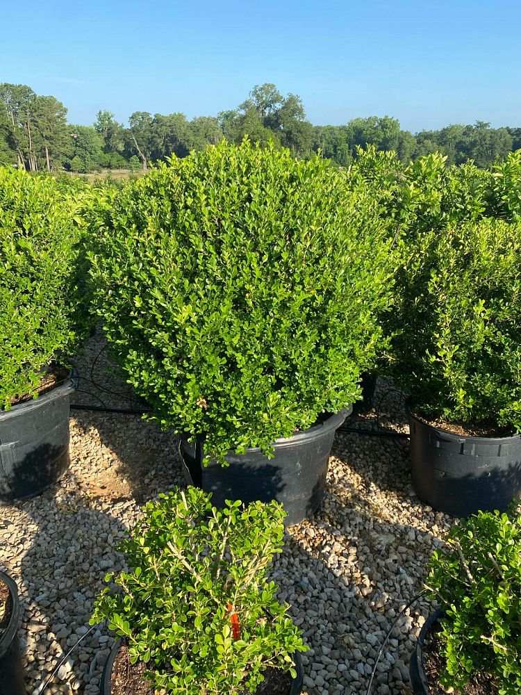 buxus-microphylla-japonica-japanese-boxwood