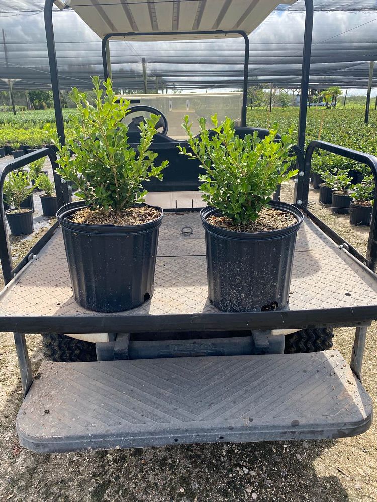 buxus-microphylla-japonica-japanese-boxwood