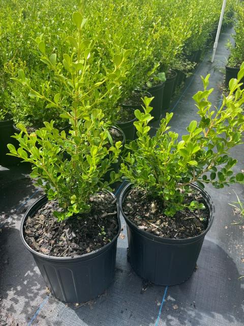buxus-microphylla-japonica-japanese-boxwood