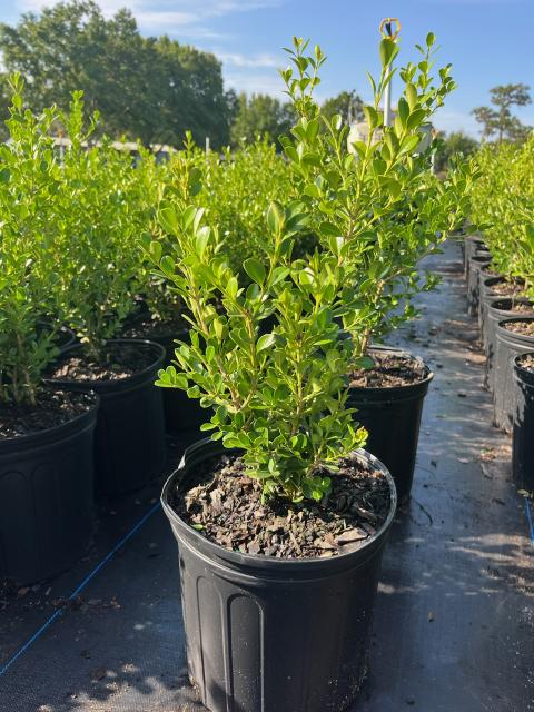 buxus-microphylla-japonica-japanese-boxwood