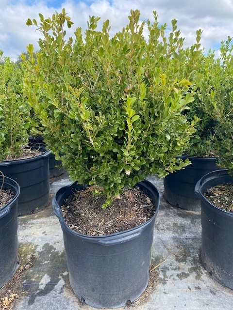 buxus-microphylla-japonica-japanese-boxwood