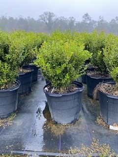 buxus-microphylla-japonica-japanese-boxwood