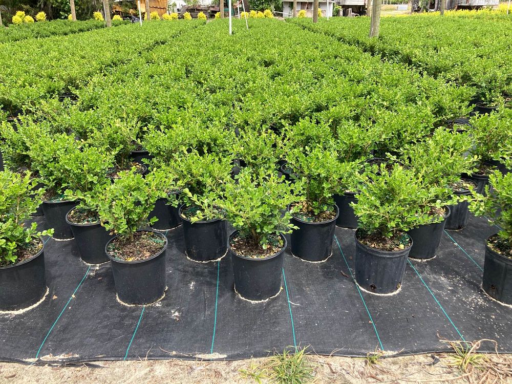 buxus-microphylla-japonica-japanese-boxwood