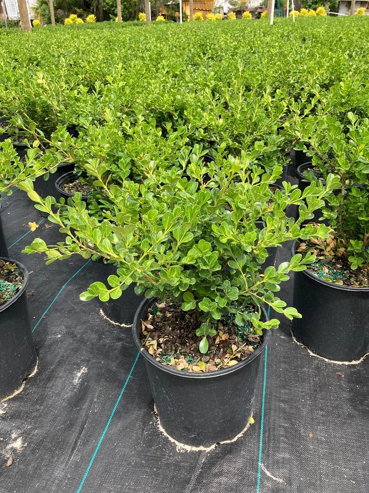buxus-microphylla-japonica-japanese-boxwood