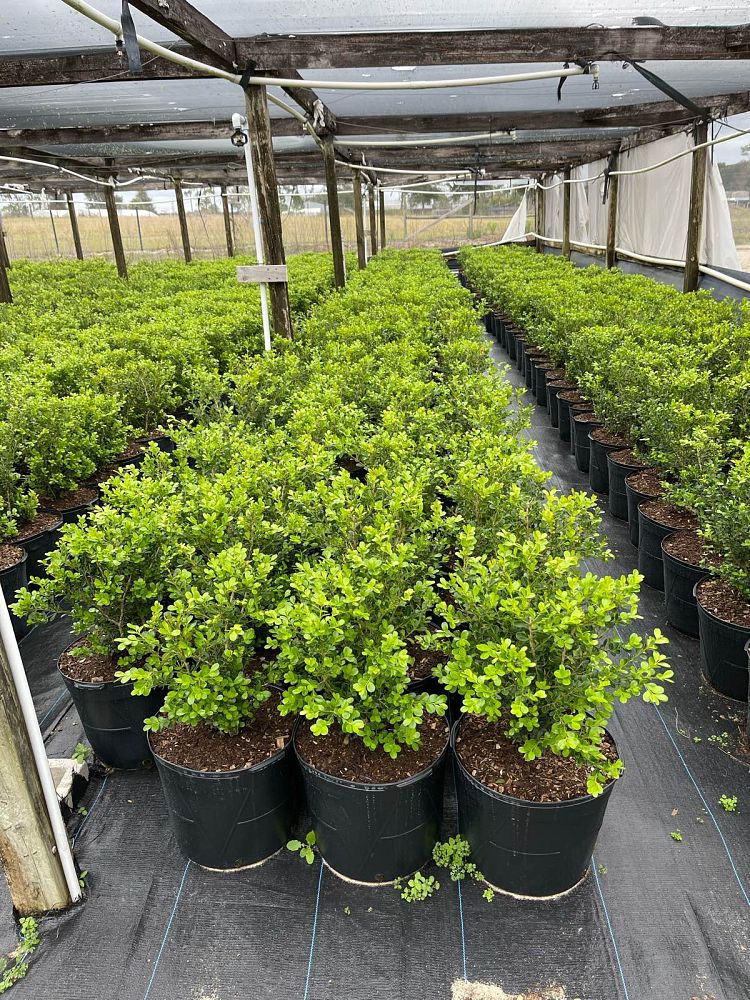 buxus-microphylla-japonica-japanese-boxwood