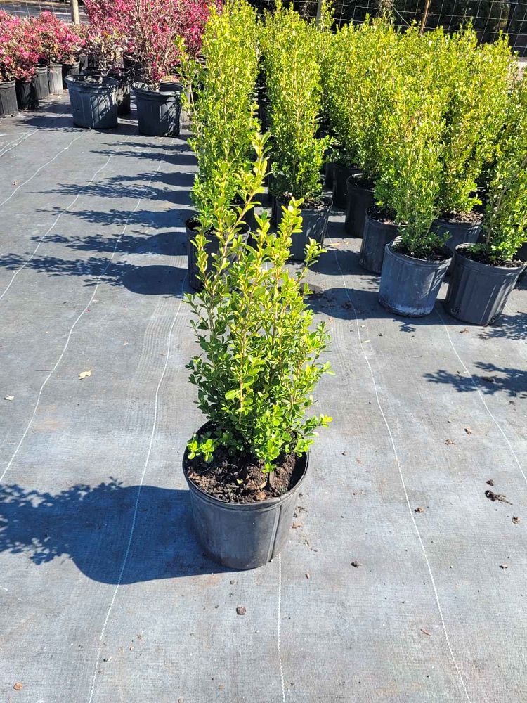 buxus-microphylla-japonica-japanese-boxwood