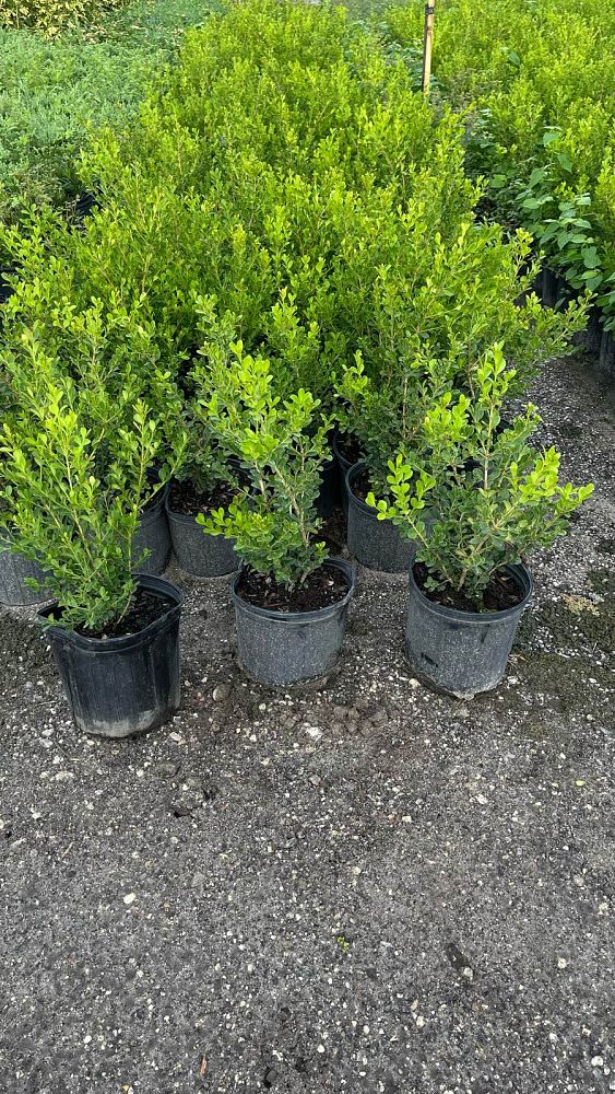 buxus-microphylla-japonica-japanese-boxwood
