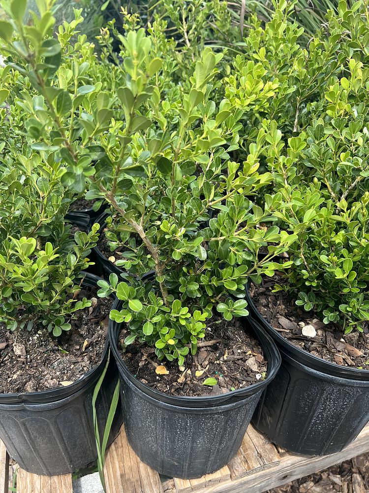 buxus-microphylla-japonica-japanese-boxwood