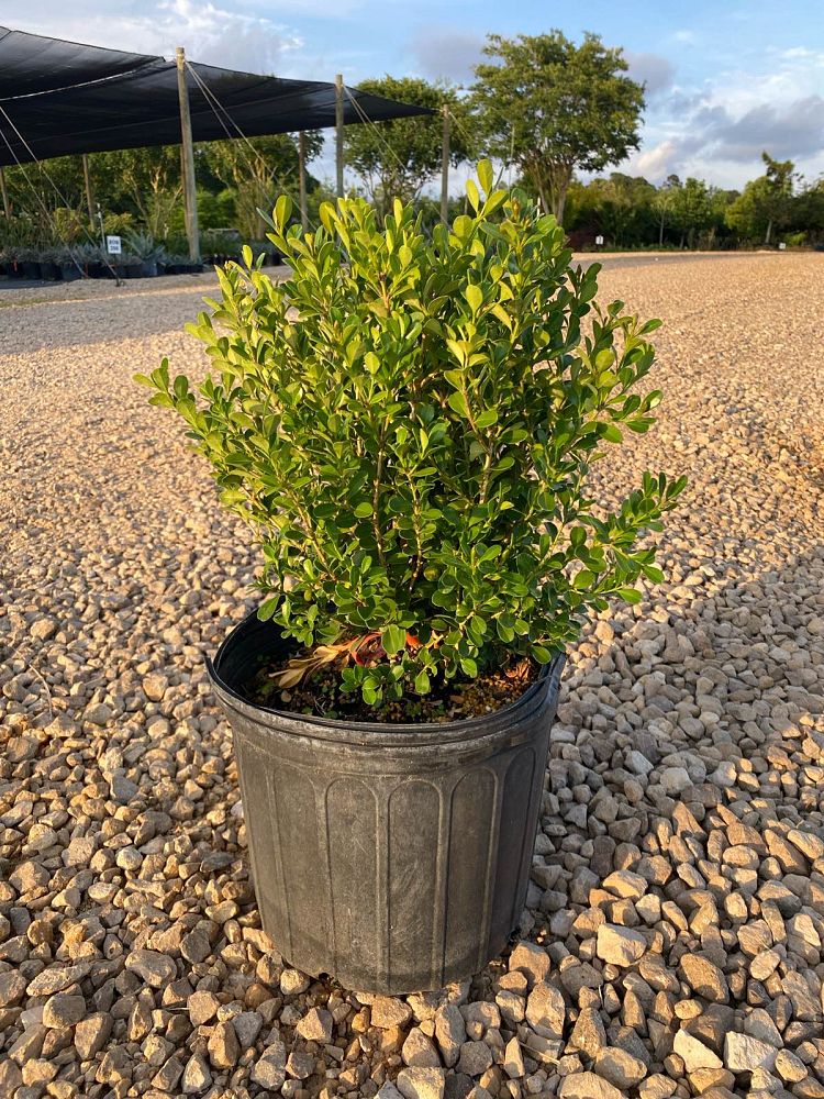 buxus-microphylla-japonica-japanese-boxwood