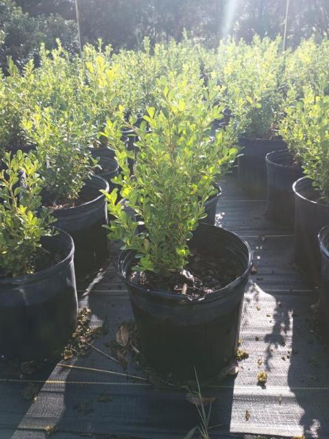 buxus-microphylla-japonica-japanese-boxwood