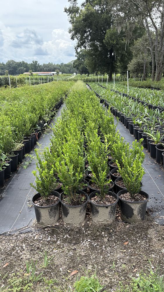 buxus-microphylla-japonica-japanese-boxwood
