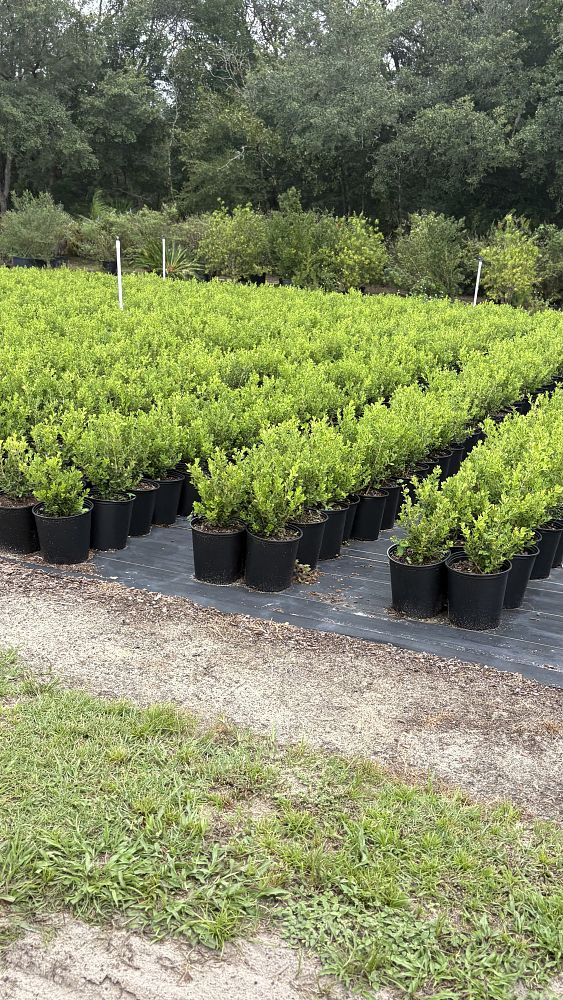 buxus-microphylla-japonica-japanese-boxwood