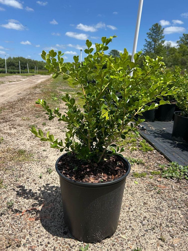 buxus-microphylla-japonica-japanese-boxwood