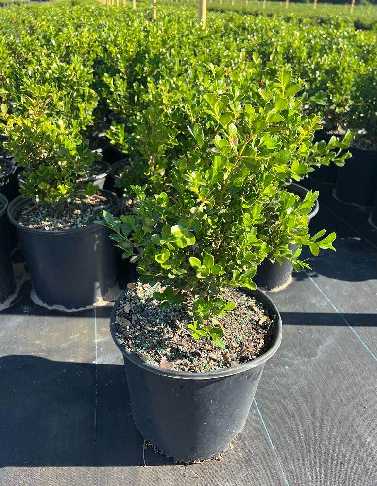 buxus-microphylla-japonica-japanese-boxwood