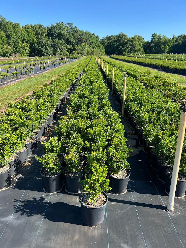 buxus-microphylla-japonica-japanese-boxwood