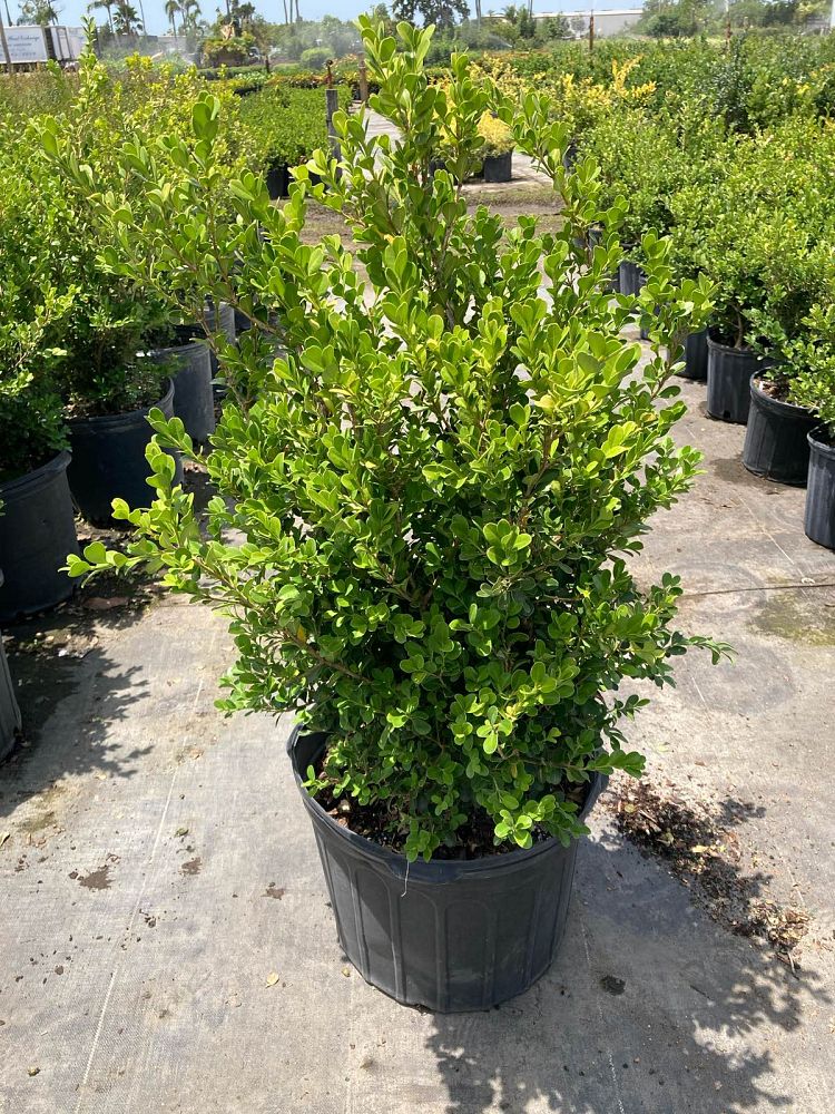 buxus-microphylla-japonica-japanese-boxwood