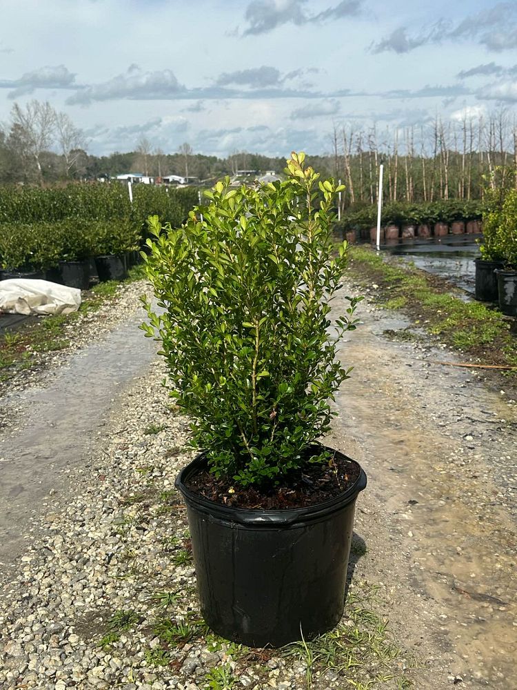 buxus-microphylla-japonica-japanese-boxwood