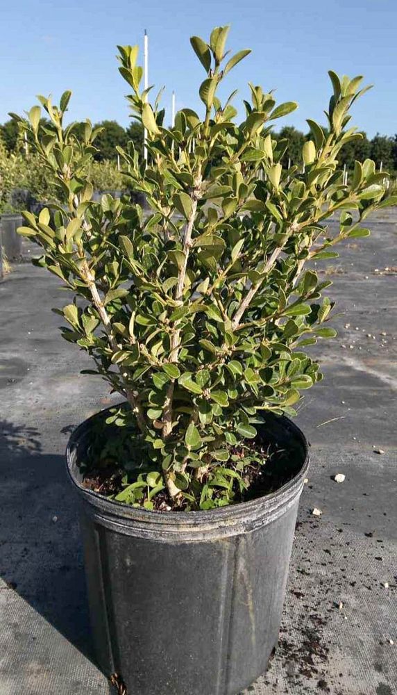 buxus-microphylla-japonica-japanese-boxwood