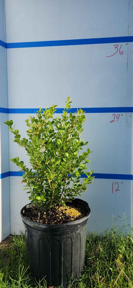 buxus-microphylla-japonica-japanese-boxwood