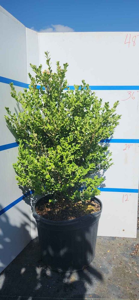 buxus-microphylla-japonica-japanese-boxwood