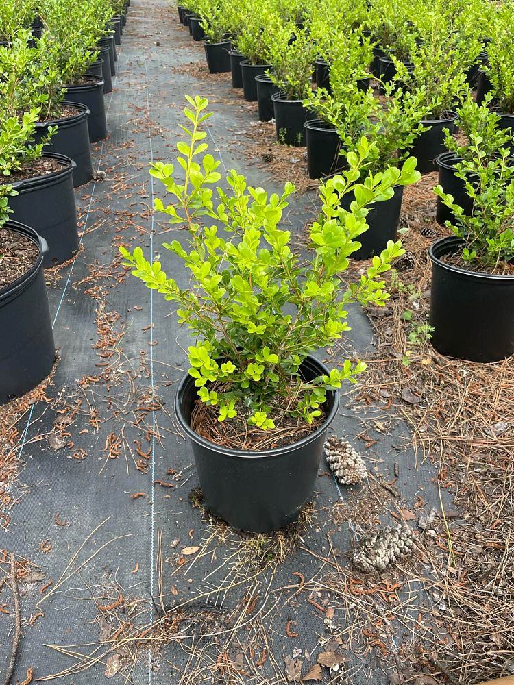buxus-microphylla-japonica-japanese-boxwood