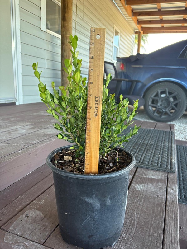 buxus-microphylla-japonica-japanese-boxwood