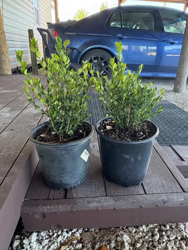 buxus-microphylla-japonica-japanese-boxwood