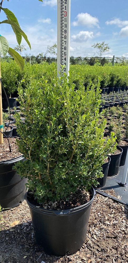 buxus-microphylla-japonica-japanese-boxwood