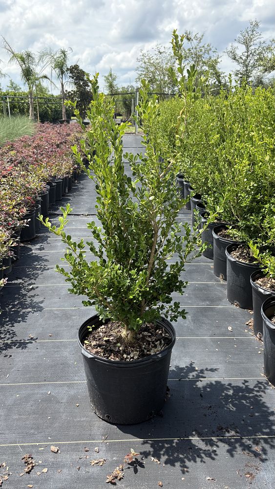 buxus-microphylla-japonica-japanese-boxwood