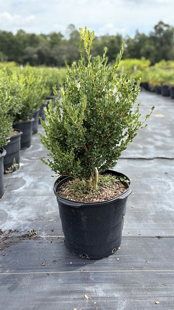 buxus-microphylla-japonica-japanese-boxwood