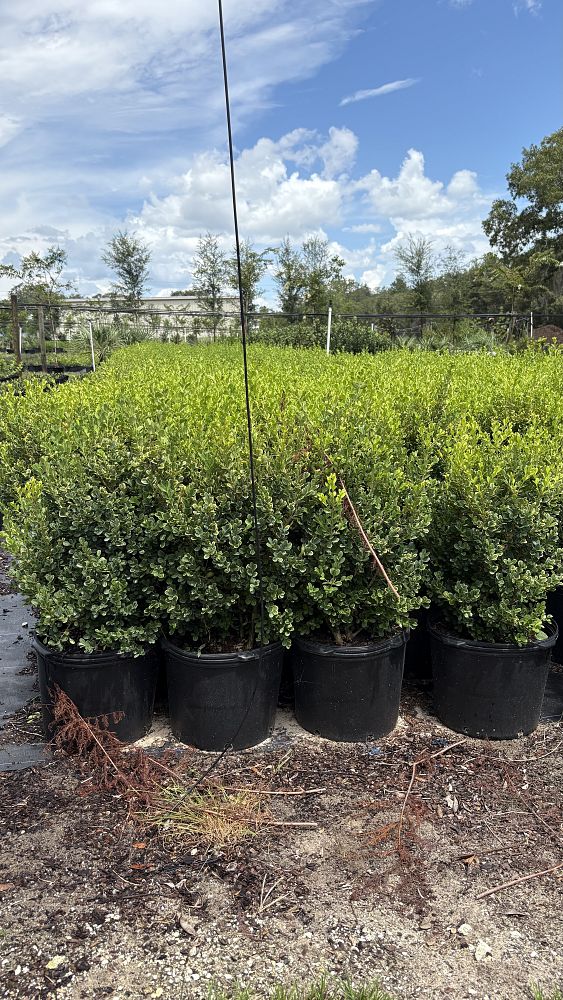 buxus-microphylla-japonica-japanese-boxwood