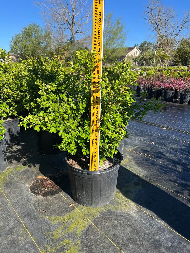 buxus-microphylla-japonica-japanese-boxwood