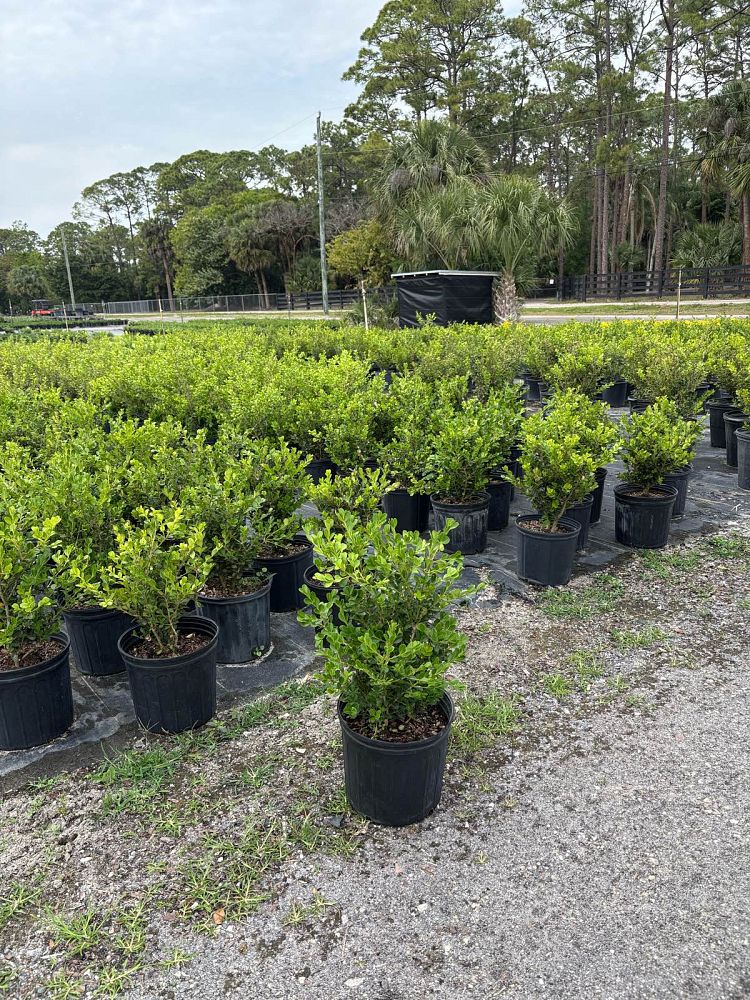 buxus-microphylla-japonica-japanese-boxwood