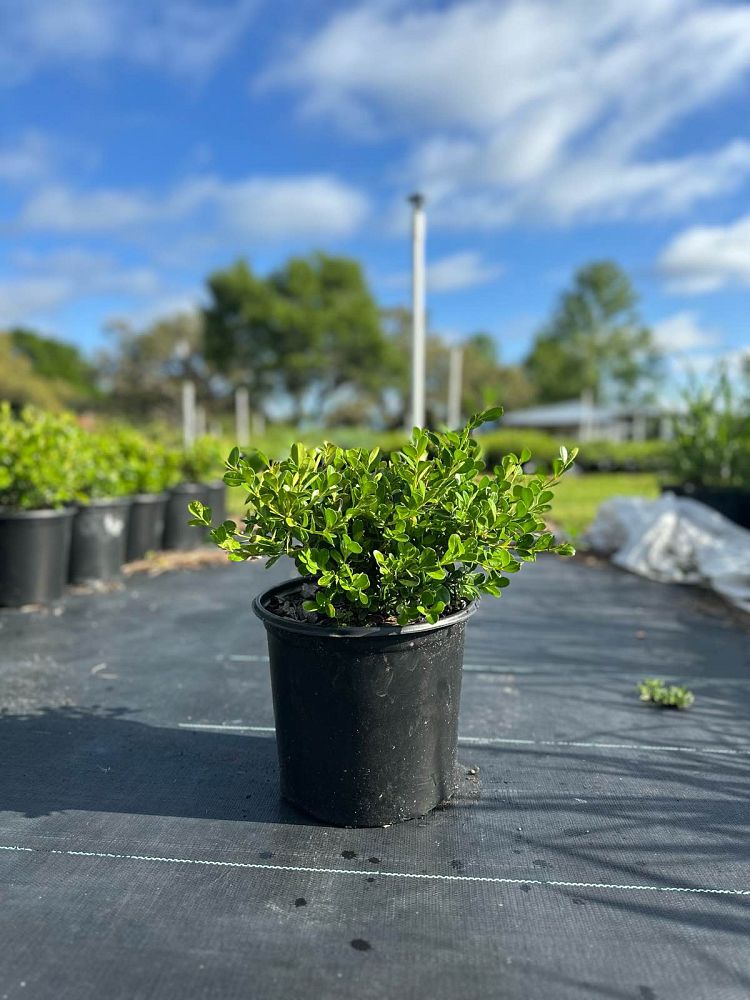 buxus-microphylla-japonica-japanese-boxwood