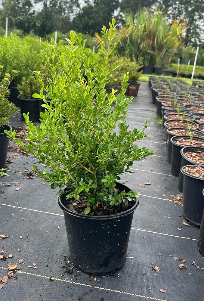 buxus-microphylla-japonica-japanese-boxwood