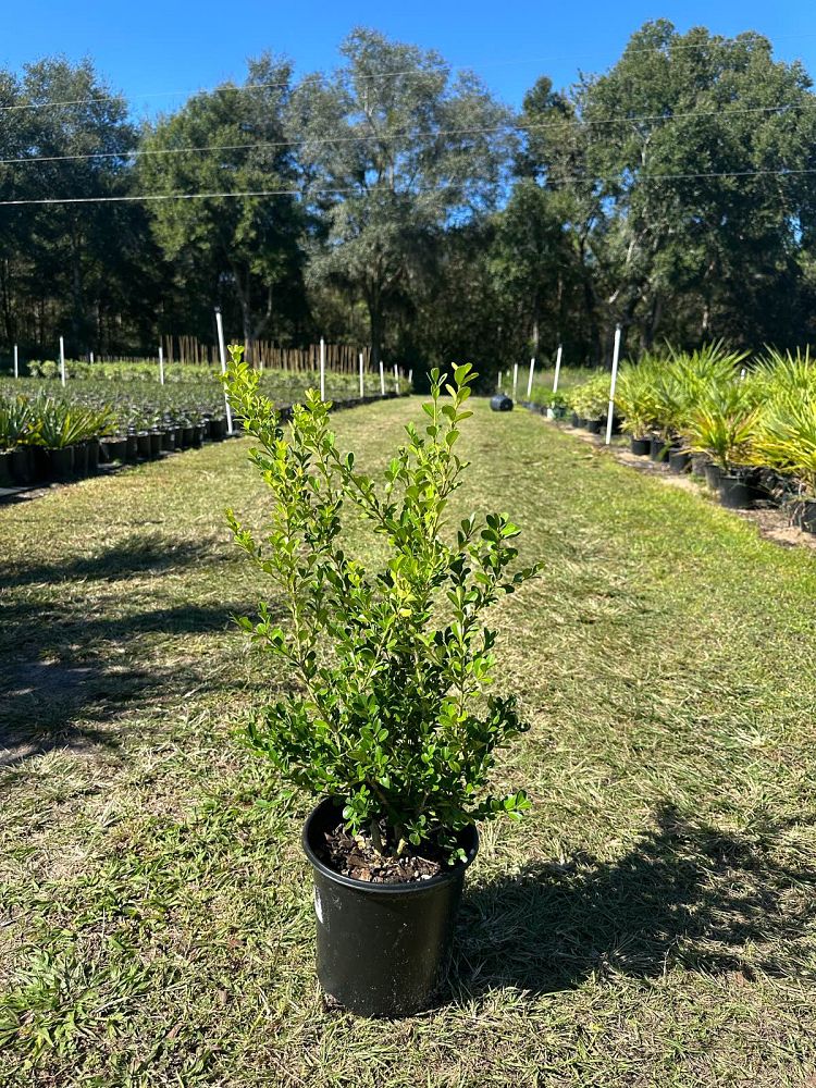 buxus-microphylla-japonica-japanese-boxwood