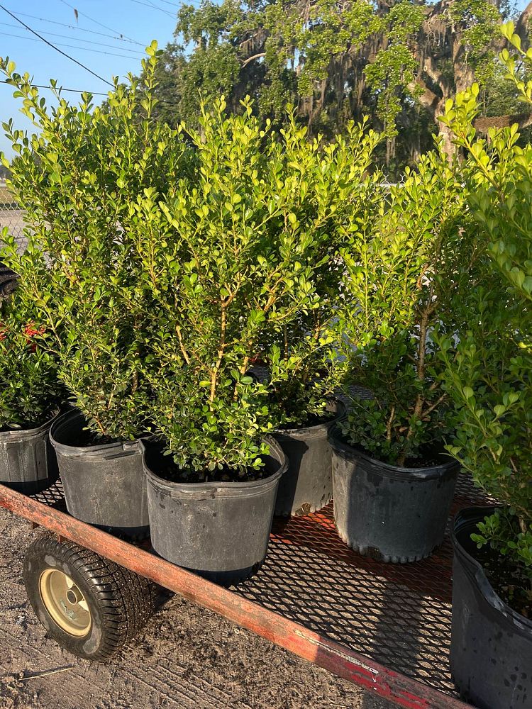 buxus-microphylla-japonica-japanese-boxwood