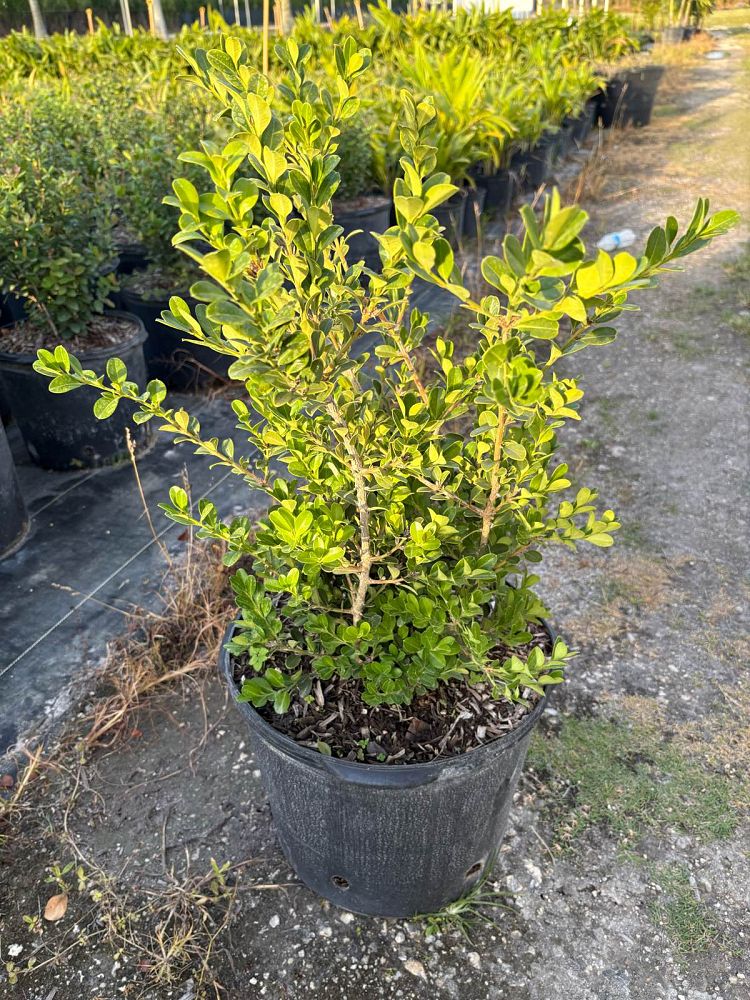 buxus-microphylla-japonica-japanese-boxwood