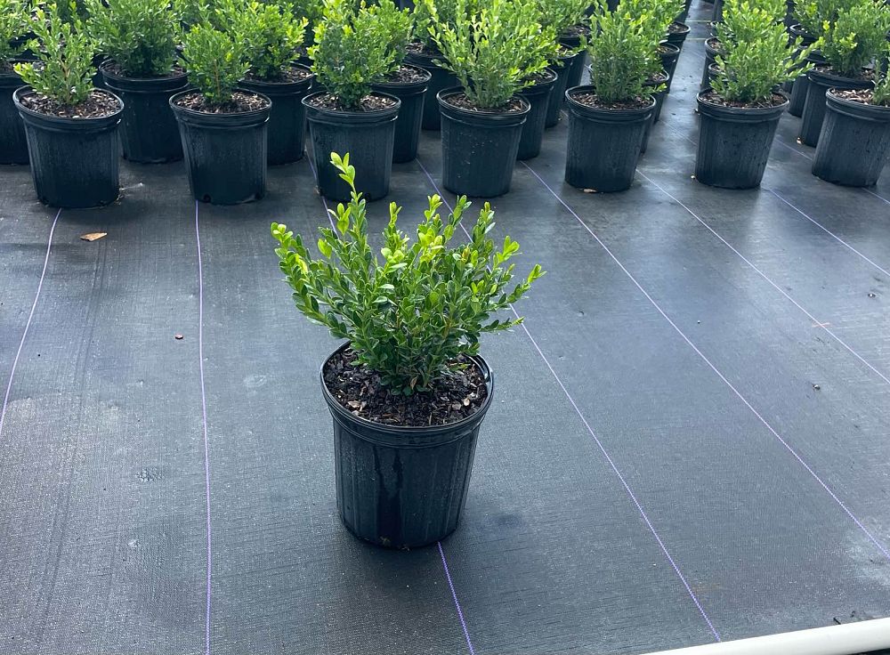 buxus-microphylla-japonica-japanese-boxwood
