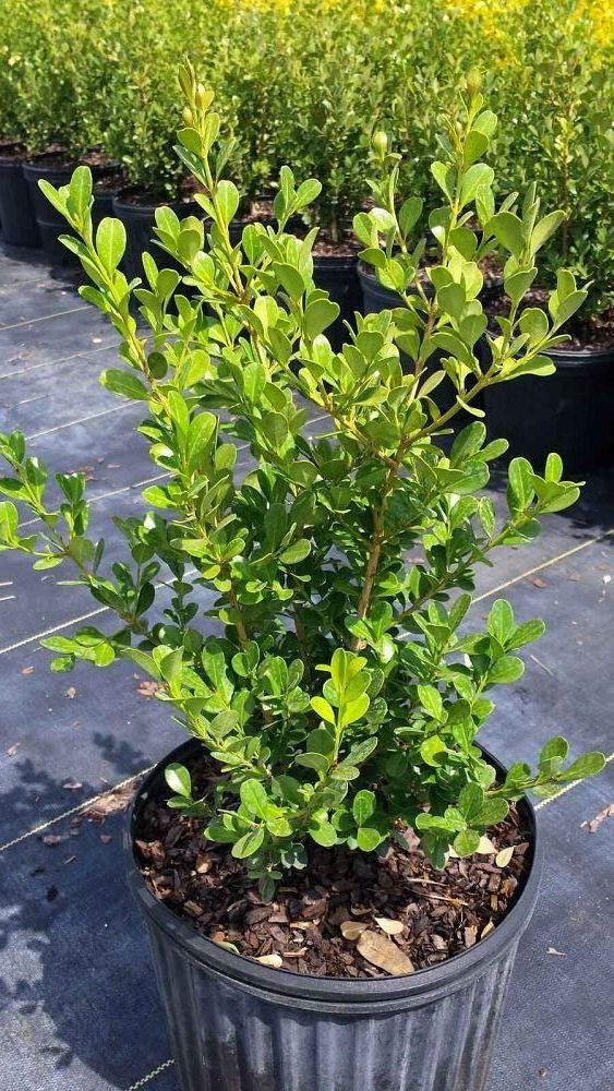 buxus-microphylla-japonica-japanese-boxwood