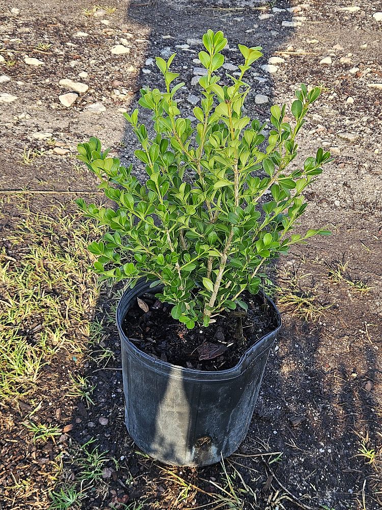 buxus-microphylla-japonica-japanese-boxwood