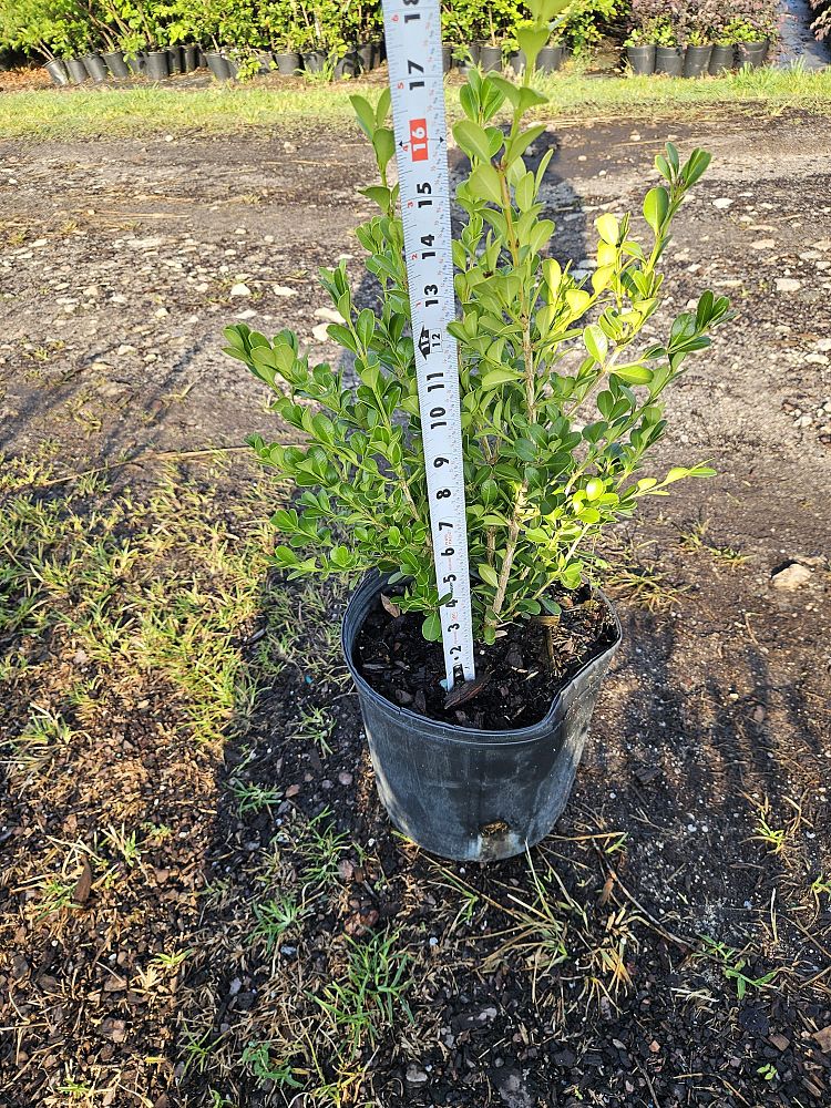 buxus-microphylla-japonica-japanese-boxwood