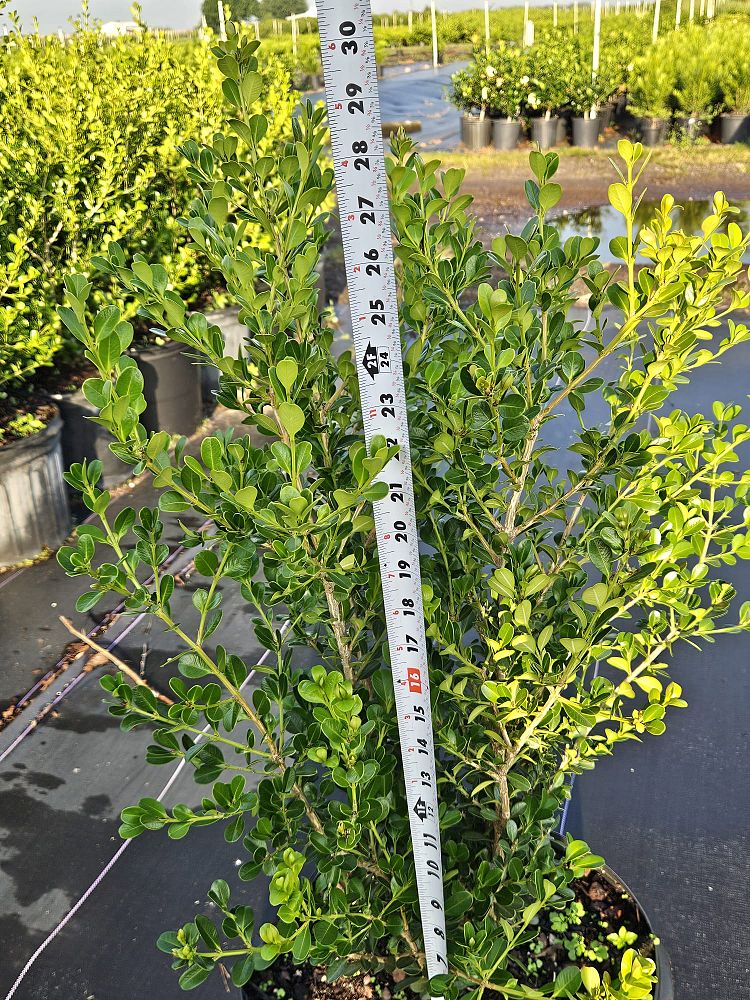 buxus-microphylla-japonica-japanese-boxwood