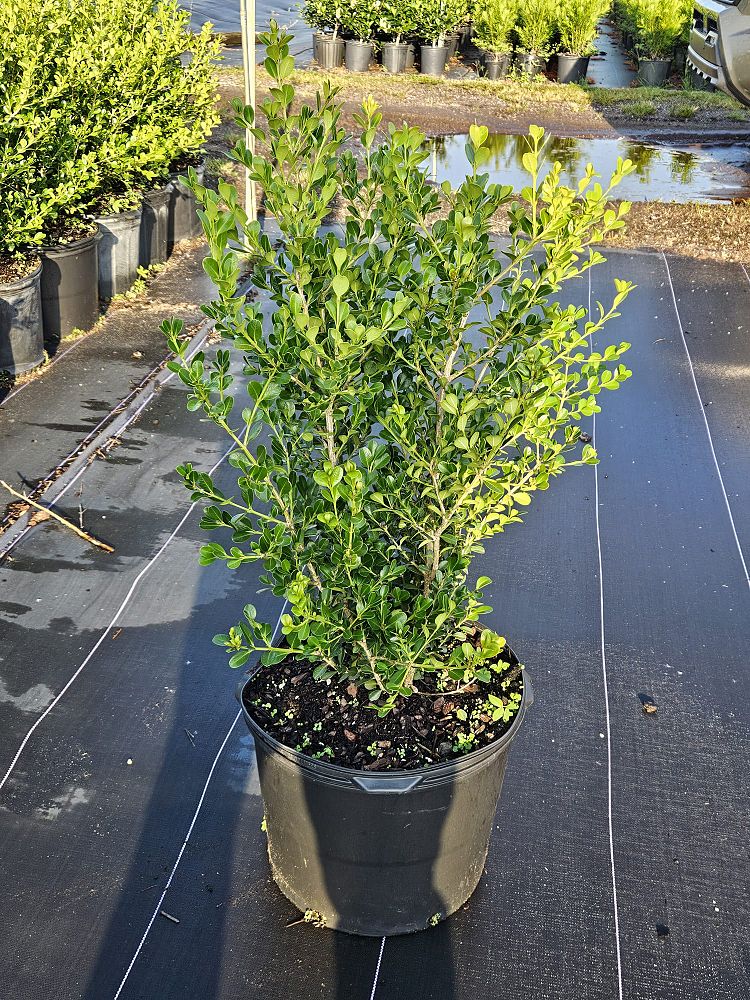 buxus-microphylla-japonica-japanese-boxwood