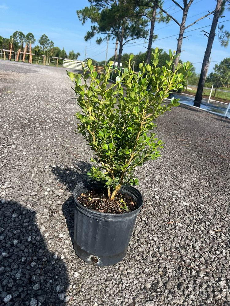 buxus-microphylla-japonica-japanese-boxwood