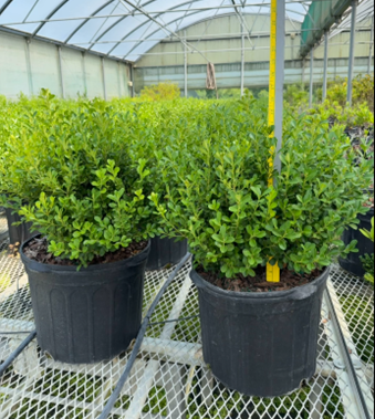 buxus-microphylla-japonica-japanese-boxwood